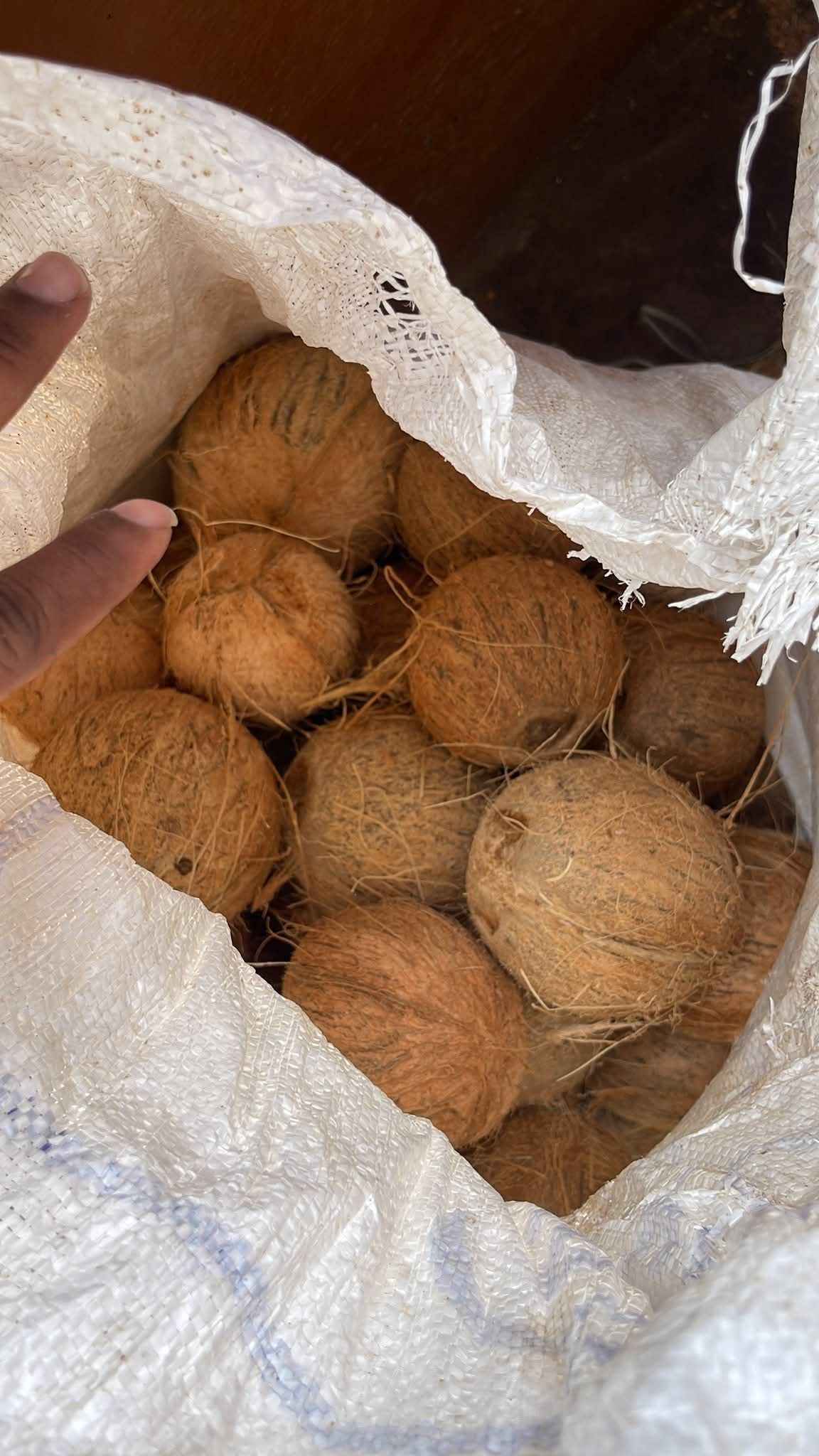 Coconut